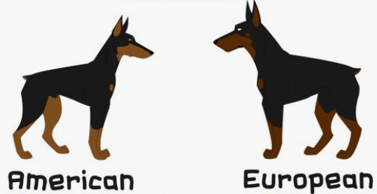American vs European Doberman infographic