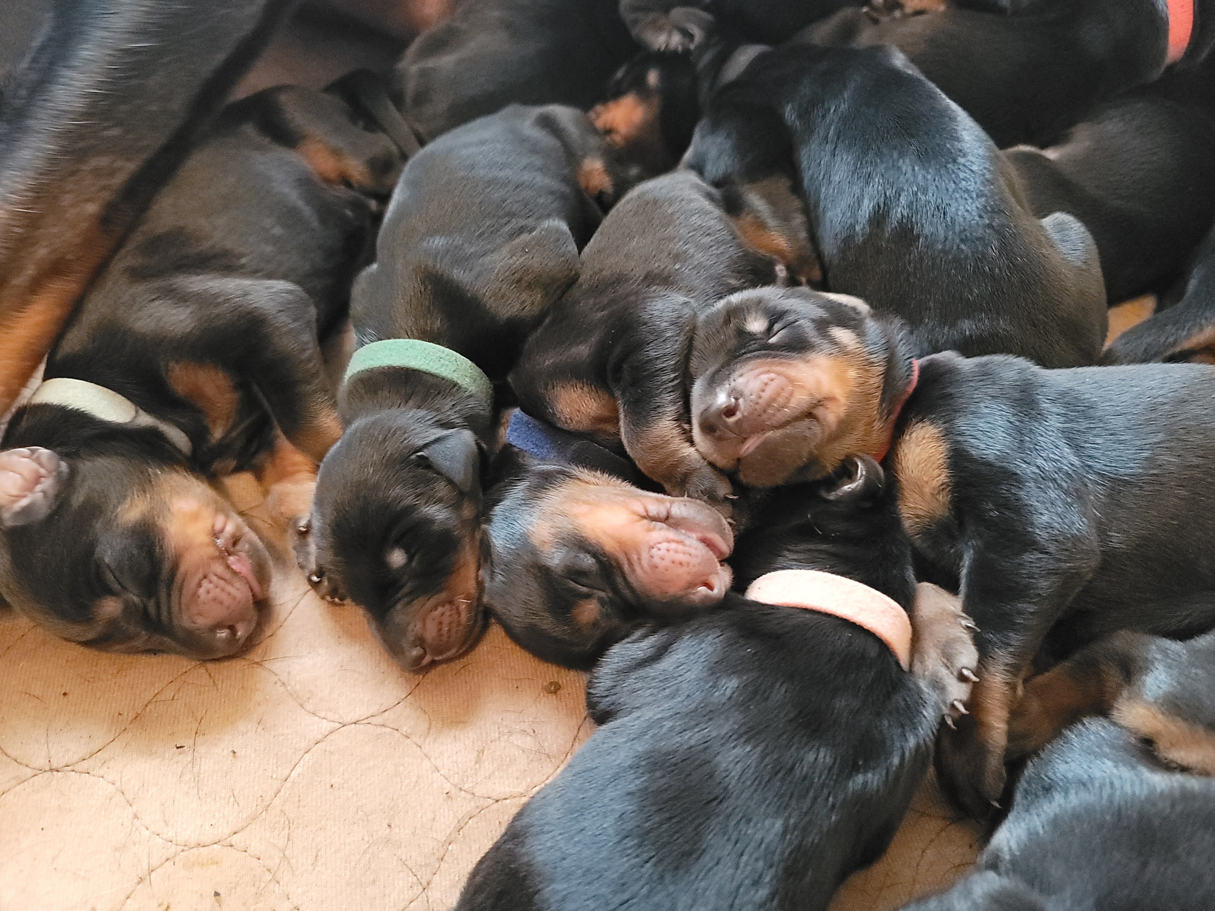 doberman puppies